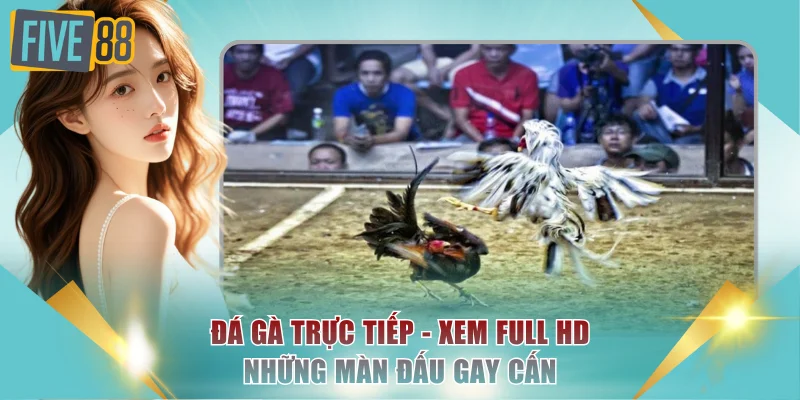 Đá Gà Trực Tiếp - Xem Full HD Những Màn Đấu Gay Cấn 4 Đá gà trực tiếp