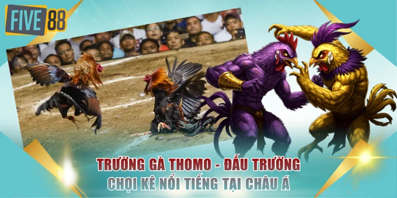 Trường Gà Thomo - Đấu Trường Chọi Kê Nổi Tiếng Tại Châu Á 3 Trường gà Thomo